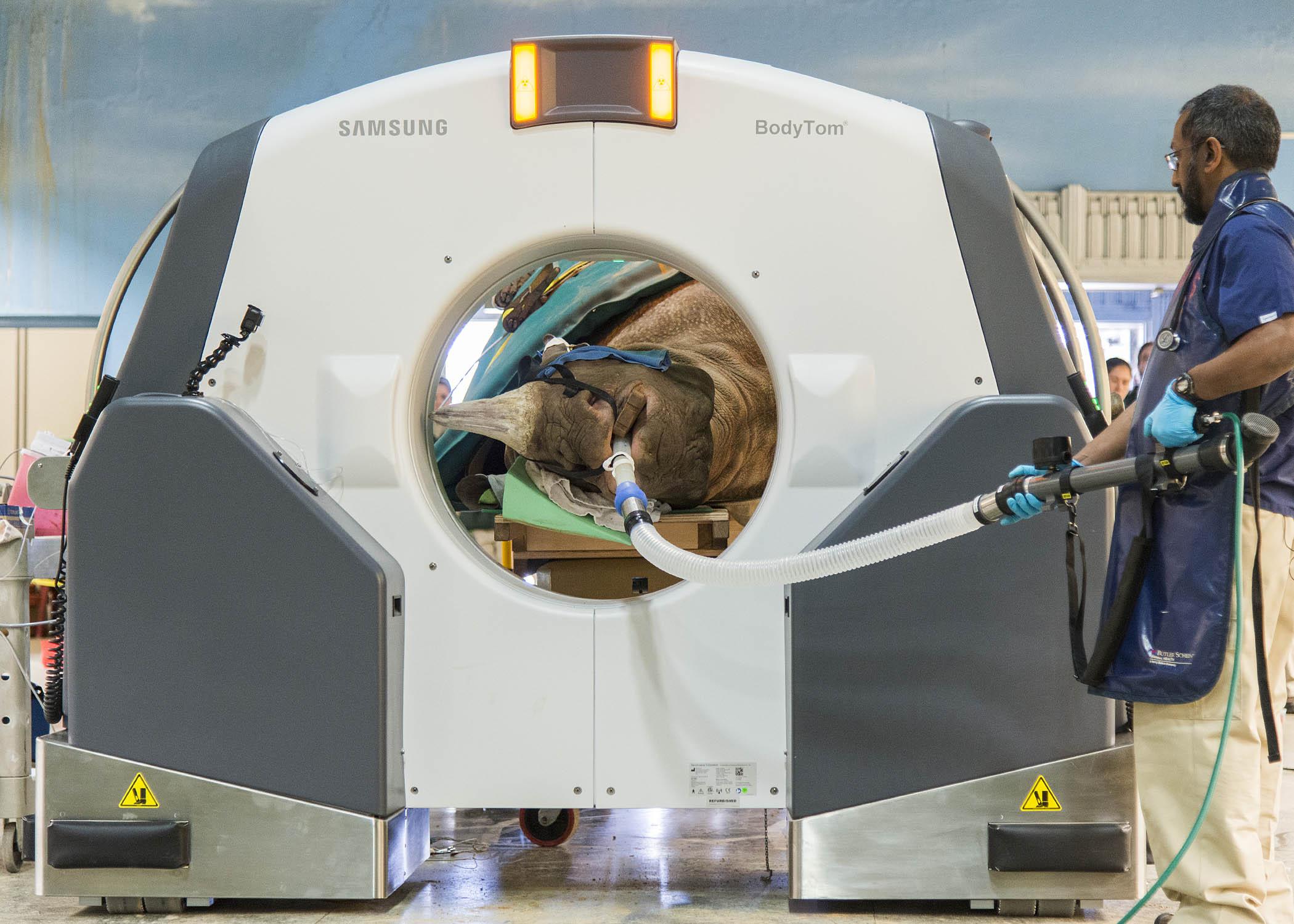 Brookfield Zoo Performs CT Scan on 2,300-Pound Black Rhinoceros